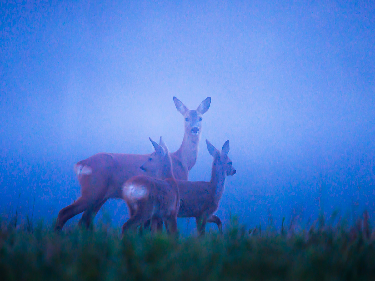 Swedish animals