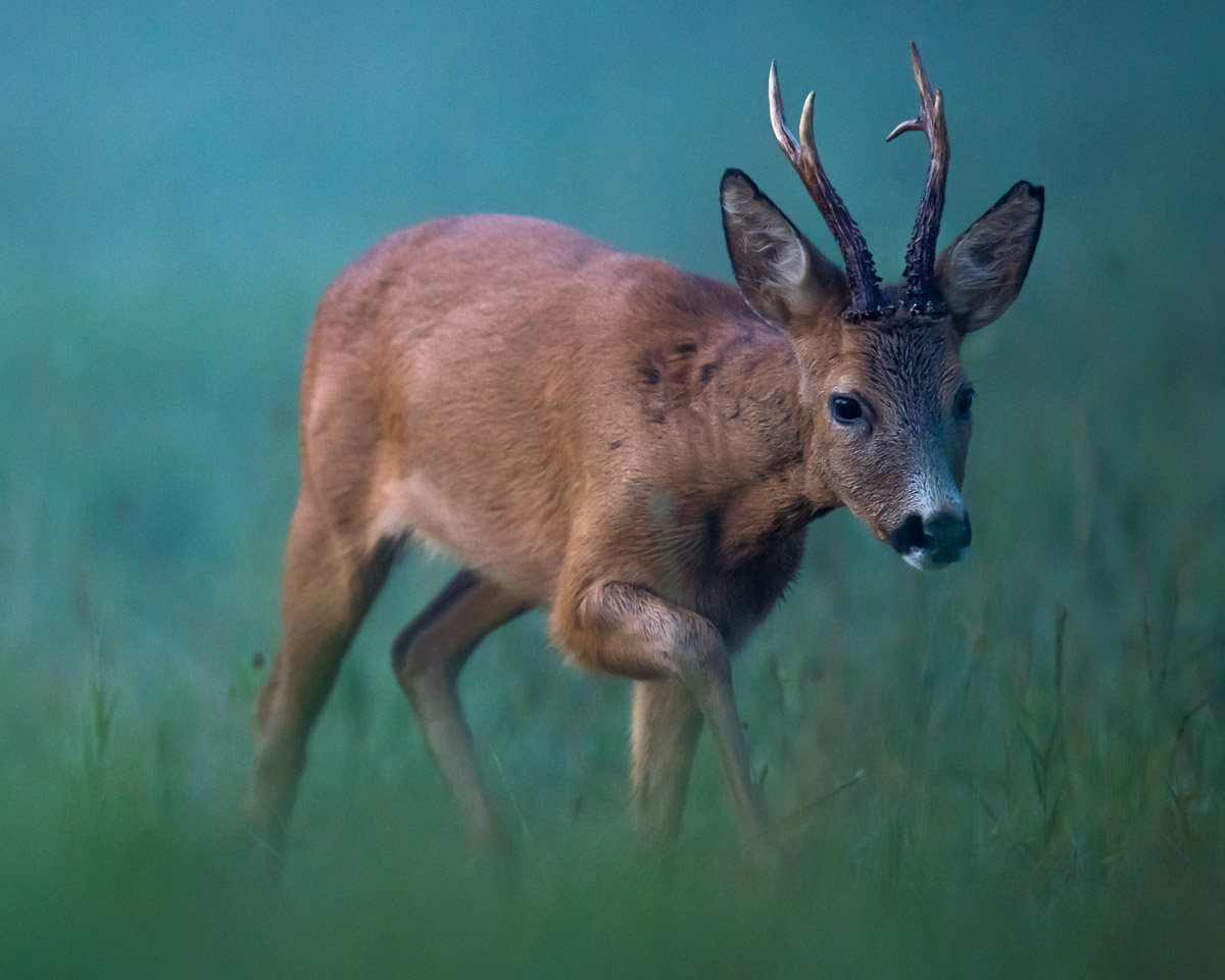 Swedish animals