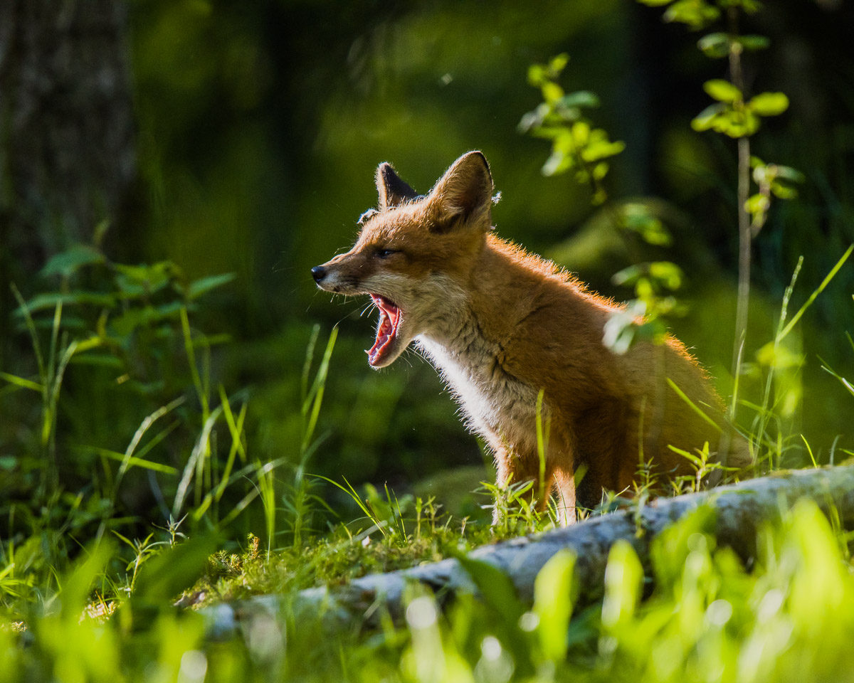 Swedish animals