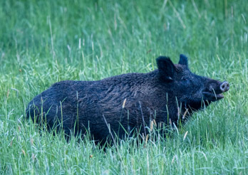 Swedish animals