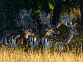 Swedish animals